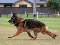 Stock Coat