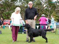 Gundogs