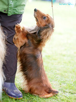Manawatu Kennel Association