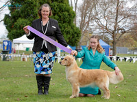 Gundogs