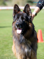 Long Stock Coat Dogs