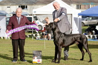 Best in Show