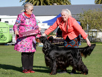 Gundogs