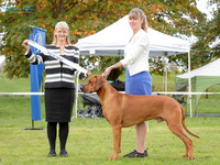 Hounds