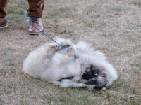 KBP20129