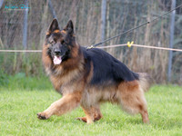 Long Stock Coat