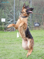 Waikato German Shepherd Dog Club