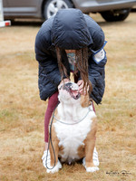 Wellington Bulldog Club Open Show
