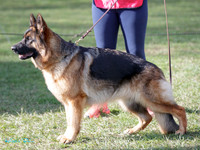 Stock Coat Best of Breed