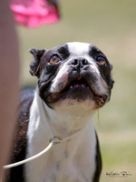 Manawatu Kennel Association