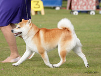 KBP11033