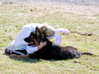 Junior Dog Handler