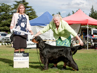 Gundogs