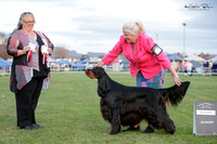 Gundogs