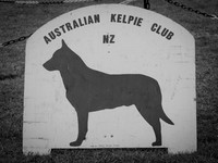 Australian Kelpie Club
