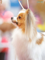 Wellington Toy Dog Club