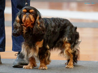Heretaunga Plains Toy Dog Society