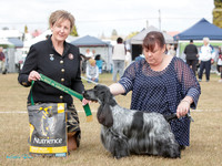 Gundogs