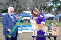 Best in Show