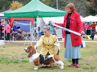 Hounds