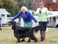 Gundogs