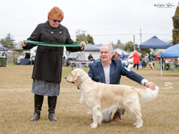 Gundogs