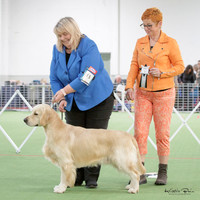 Gundogs