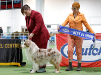Best in Show