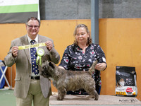 Terriers