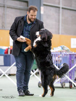 Hibiscus Coast Open Show