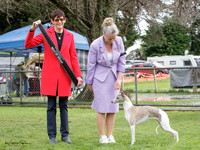 Hounds