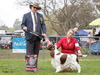Gundogs