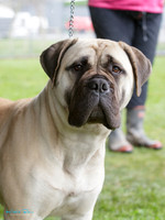 Non-sporting & Utility Dog Society