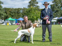 Gundogs