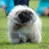 Northland Canine Association