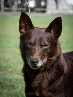 Australian Kelpie Club