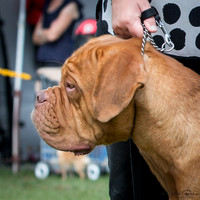 Dogue De Bordeaux Club