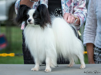 Toy Dog Club