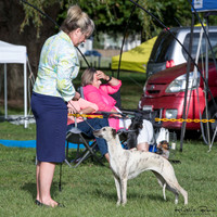 Hound Club of Auckland