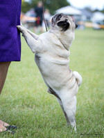 Auckland Pug Dog Club