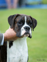 KBP15710