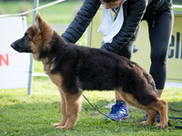 Long Stock Coat Dogs "On the Pegs"