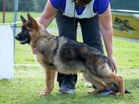 Stock Coat Dogs "On the Pegs"