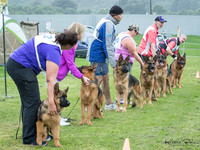 Stock Coat Dogs Ringside
