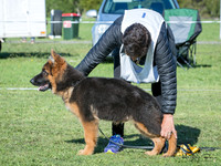Long Stock Coat Dogs "On the Pegs"