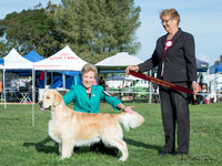 Gundogs