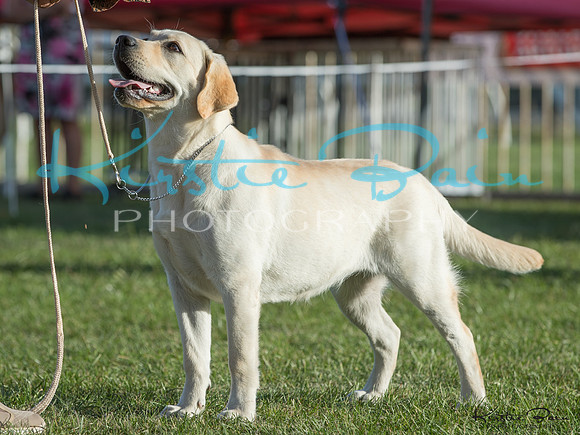 KBP12531