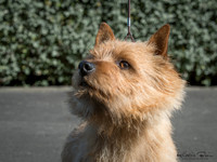 KBP13371