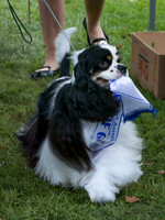 Cambridge Kennel Association