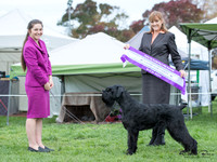 Best in Show